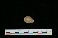 藏品(金環寶螺)的圖片